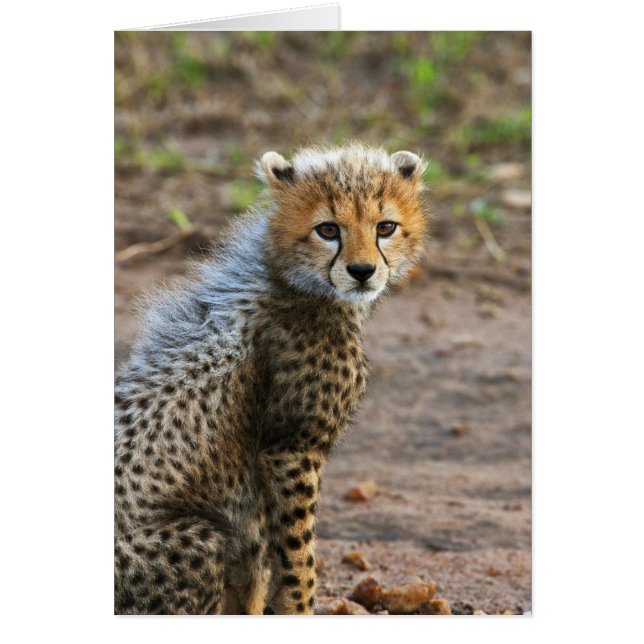 Cheetah Cub Acinonyx Jubatus) (Front)