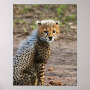 Cheetah Cub Acinonyx Jubatus) as seen in the Poster