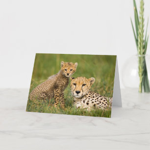 Cheetah Cub and Parent in Grass Card
