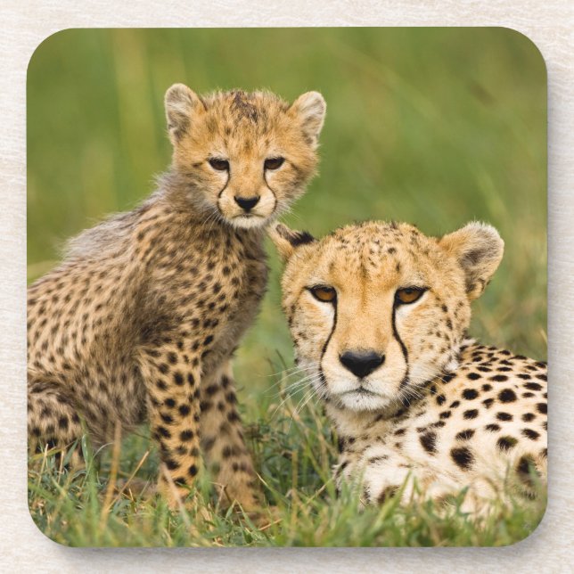 Cheetah Cub and Parent in Grass Coaster (Front)