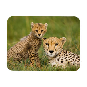 Cheetah Cub and Parent in Grass Magnet