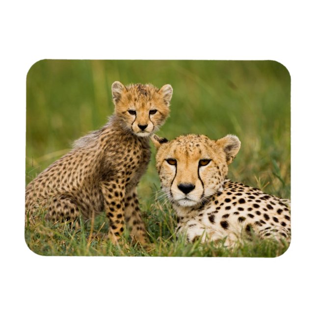 Cheetah Cub and Parent in Grass Magnet (Horizontal)