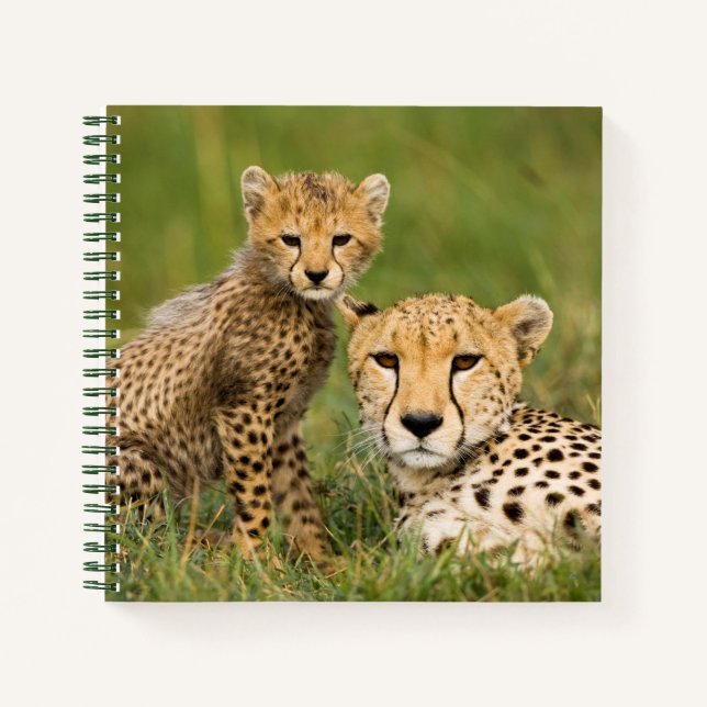 Cheetah Cub and Parent in Grass Notebook (Front)