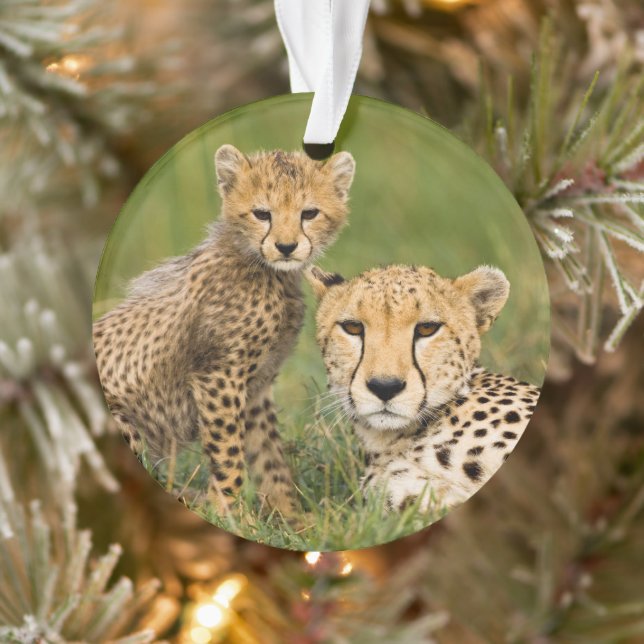 Cheetah Cub and Parent in Grass Ornament (Tree)