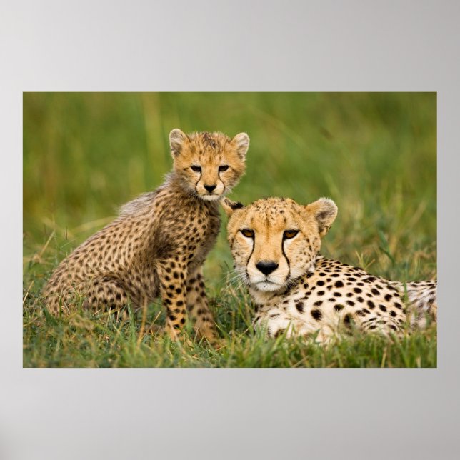 Cheetah Cub and Parent in Grass Poster (Front)