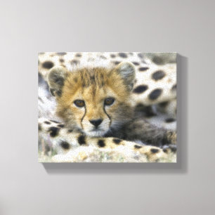 Cheetah Cub Canvas Print