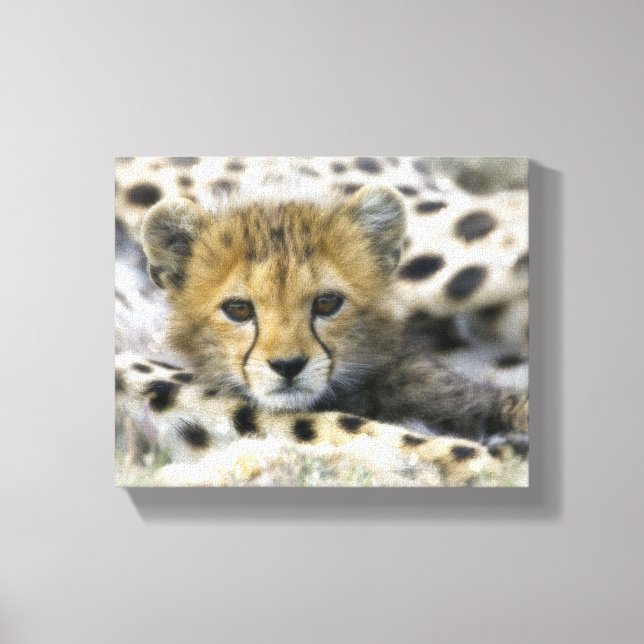Cheetah Cub Canvas Print (Front)