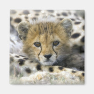 Cheetah Cub Magnet