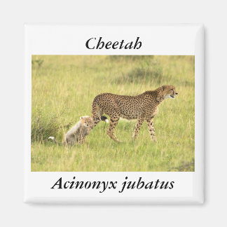 Cheetah & cub Magnet