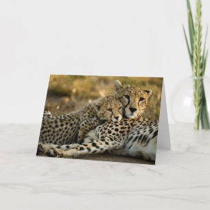 Cheetah Cub Snuggling with its Mom Card