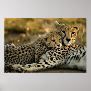 Cheetah Cub Snuggling with its Mom Poster