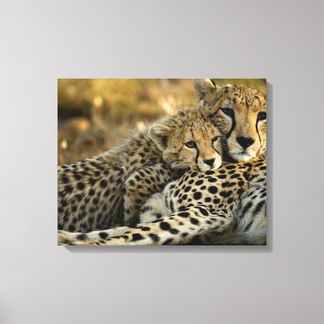Cheetah Cub Snuggling with its Mum Canvas Print (Front)