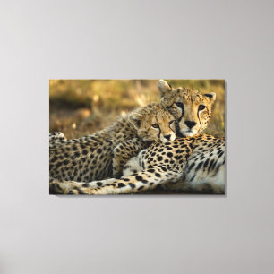 Cheetah Cub Snuggling with its Mum Canvas Print
