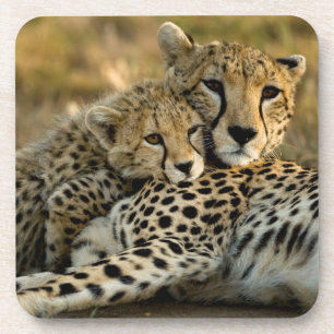 Cheetah Cub Snuggling with its Mum Coaster