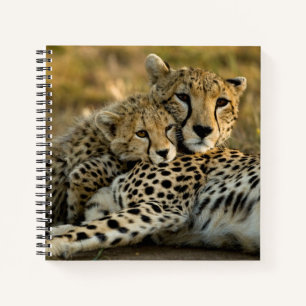 Cheetah Cub Snuggling with its Mum Notebook