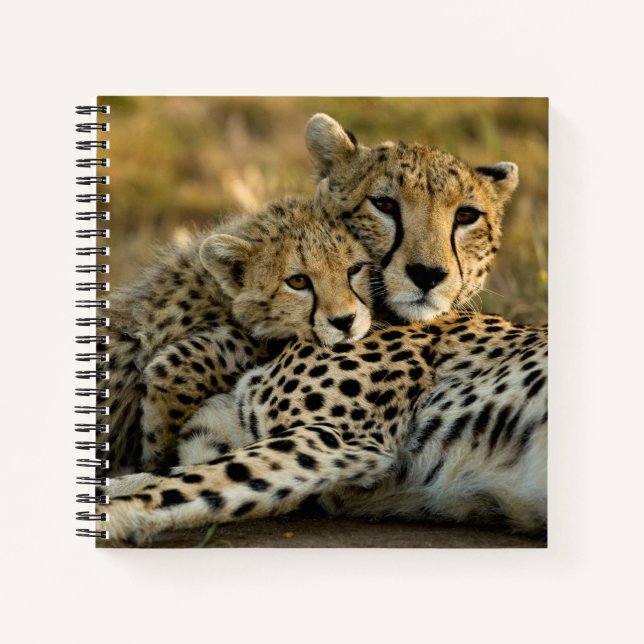 Cheetah Cub Snuggling with its Mum Notebook (Front)