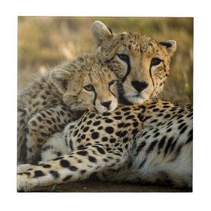 Cheetah Cub Snuggling with its Mum Tile