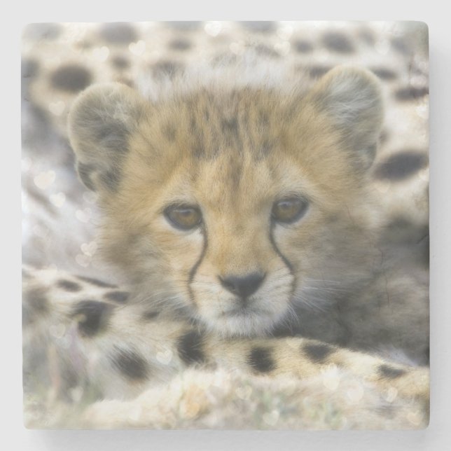 Cheetah Cub Stone Coaster (Front)