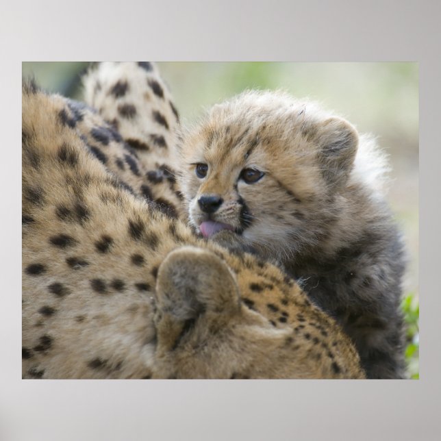 Cheetah Cub with Mum Poster (Front)