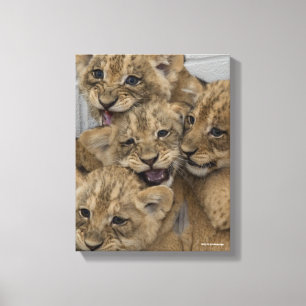 Cheetah Cubs Playing Canvas Print