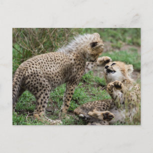 Cheetah Cubs Playing Postcard