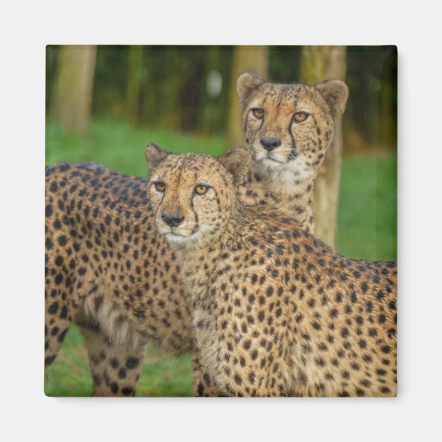 Cheetah Duo Magnet (Front)