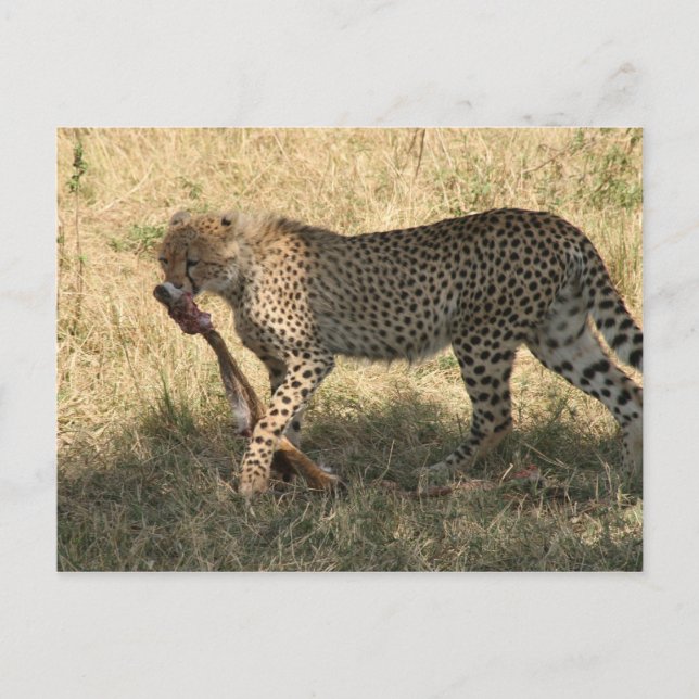 cheetah eats postcard (Front)