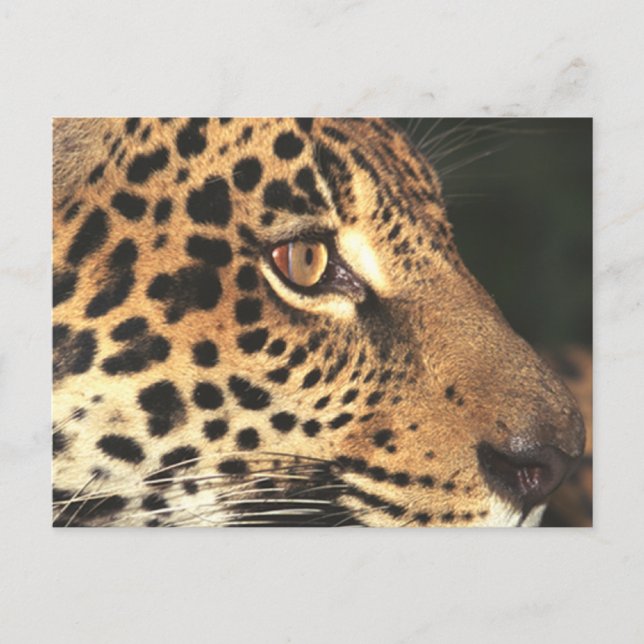 Cheetah Face Postcard (Front)