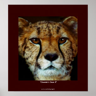 CHEETAH FACE Wildlife Art Poster