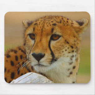 Cheetah Face Wildlife Mousepad