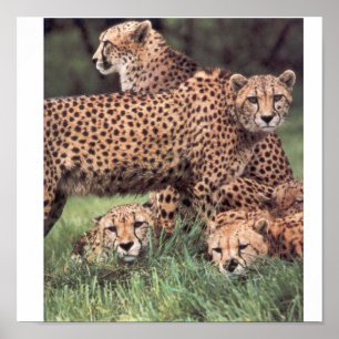 Cheetah family poster