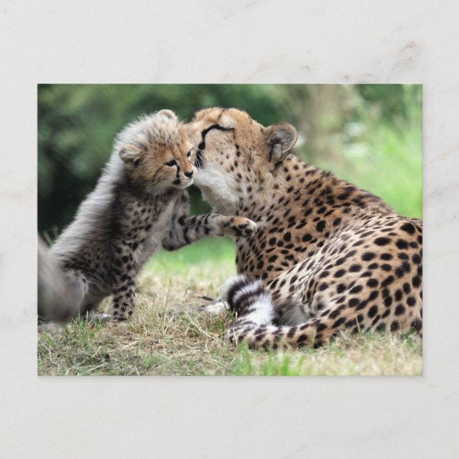 Cheetah female & Cub Postcard (Front)