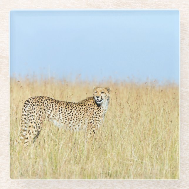 Cheetah Glass Coaster (Front)