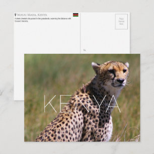 Cheetah in Masai Mara, Kenya Travel Postcard