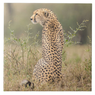 Cheetah In Natural African Setting Tile