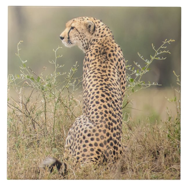Cheetah In Natural African Setting Tile (Front)