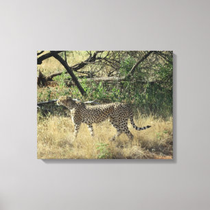 Cheetah In Samburu Canvas Print