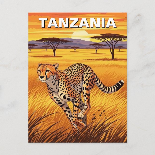 Cheetah in Serengeti National Park Tanzania Postcard (Front)