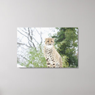 Cheetah in Snow Canvas Print