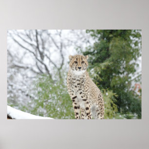 Cheetah in Snow Poster