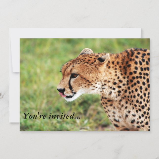Cheetah Invitation Card (Front)