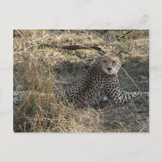 cheetah look postcard (Front)