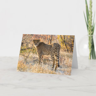 Cheetah Looking Around Card