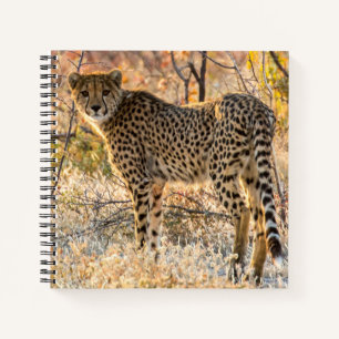 Cheetah Looking Around Notebook