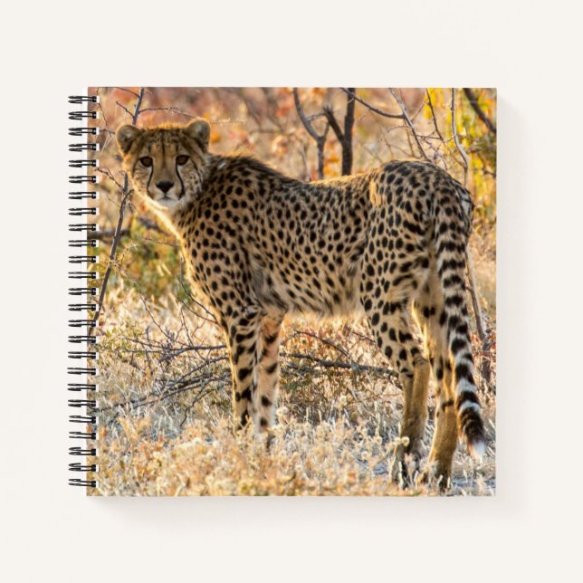Cheetah Looking Around Notebook (Front)