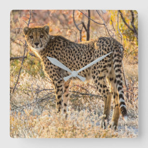 Cheetah Looking Around Square Wall Clock