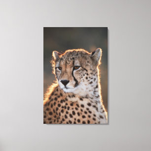 Cheetah looking away canvas print
