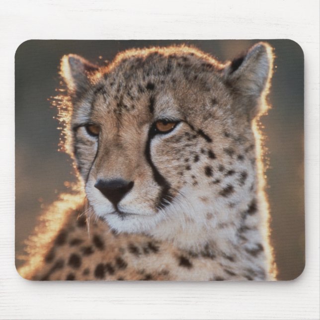 Cheetah looking away mouse mat (Front)