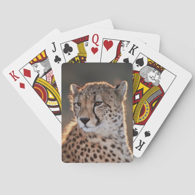 Cheetah looking away playing cards (Back)