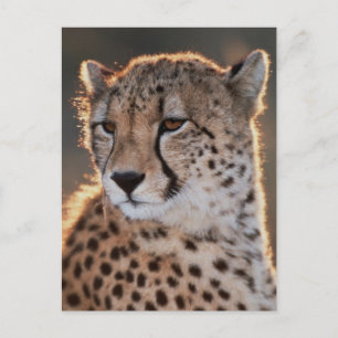 Cheetah looking away postcard